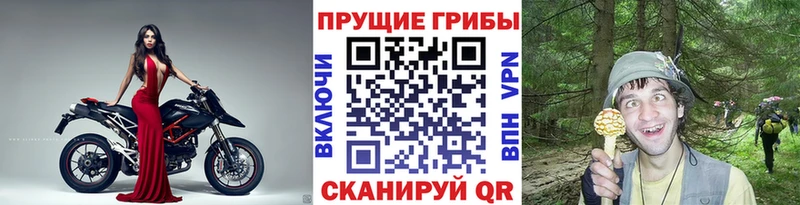 как найти   Болхов  Галлюциногенные грибы Psilocybe 